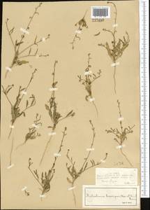 Новочеточник коротконожковый (Kar. & Kir.) Hedge & J.Léonard, Средняя Азия и Казахстан, Сырдарьинские пустыни и Кызылкумы (M7) (Казахстан)