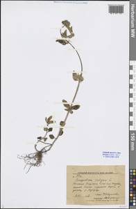 Clinopodium integerrimum Boriss., Средняя Азия и Казахстан, Западный Тянь-Шань и Каратау (M3) (Киргизия)
