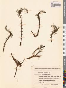 Хвостник обыкновенный, Водяная сосенка L., Сибирь, Дальний Восток (S6) (Россия)