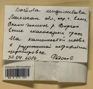 Barbula unguiculata Hedw., Гербарий мохообразных, Мхи - Центральное Черноземье (B10) (Россия)