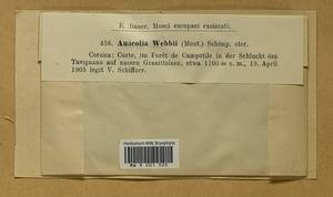 Anacolia webbii (Mont.) Schimp., Гербарий мохообразных, Мхи - Западная Европа (BEu) (Франция)