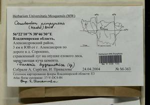 Funaria hygrometrica Hedw., Гербарий мохообразных, Мхи - Центральное Нечерноземье (B6) (Россия)