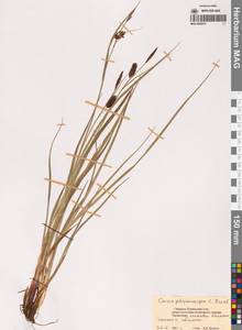 Осока, Сибирь, Дальний Восток (S6) (Россия)