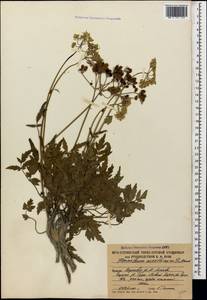 Heracleum ossethicum Manden., Кавказ, Южная Осетия (K4b) (Южная Осетия)
