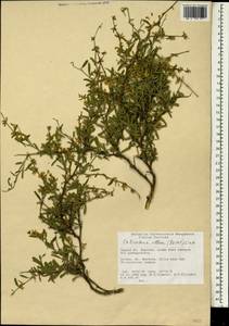 Calicotome villosa (Poir.)Link, Зарубежная Азия (ASIA) (Турция)