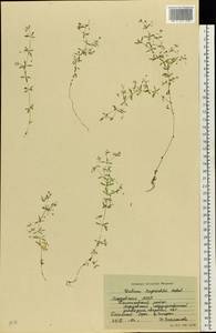 Подмаренник трехраздельный L., Восточная Европа, Средневолжский район (E8) (Россия)