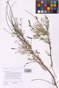 Astragalus astrachanicus Sytin & Laktionov, Восточная Европа, Нижневолжский район (E9) (Россия)