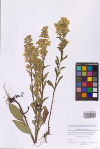 Золотарник обыкновенный, Золотая розга L., Восточная Европа, Московская область и Москва (E4a) (Россия)