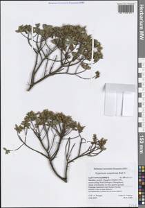 Hypericum scopulorum Balf.fil., Зарубежная Азия (ASIA) (Йемен)