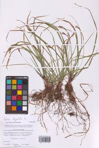 Осока пальчатая L., Восточная Европа, Московская область и Москва (E4a) (Россия)