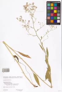 Клоповник широколистный L., Восточная Европа, Северный район (E1) (Россия)