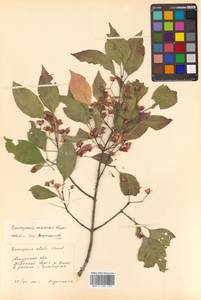 Бересклет Маака Rupr., Сибирь, Дальний Восток (S6) (Россия)