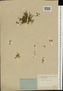 Грыжник голый L., Восточная Европа, Московская область и Москва (E4a) (Россия)