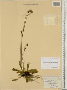 Pilosella longiscapa (Boiss. & Kotschy ex Arv.-Touv.) Sennikov, Кавказ, Северная Осетия, Ингушетия и Чечня (K1c) (Россия)