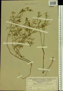 Астрагал песчаный L., Восточная Европа, Волжско-Камский район (E7) (Россия)