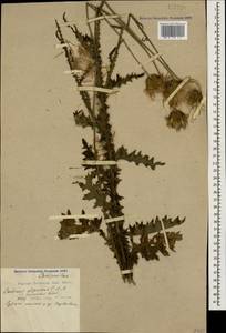 Чертополох прижатый C. A. Mey., Кавказ, Краснодарский край и Адыгея (K1a) (Россия)
