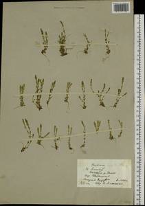 Горечавка водная L., Сибирь, Алтай и Саяны (S2) (Россия)