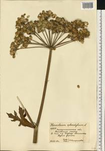 Борщевик обыкновенный L., Восточная Европа, Западно-Украинский район (E13) (Украина)