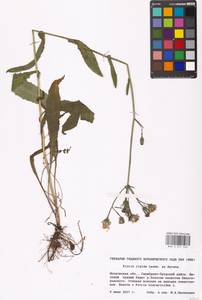 Picris hieracioides subsp. hieracioides, Восточная Европа, Московская область и Москва (E4a) (Россия)