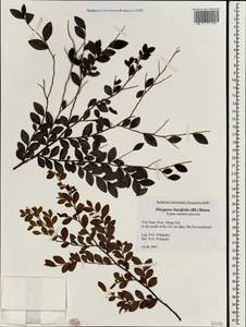 Diospyros buxifolia (Blume) Hiern, Зарубежная Азия (ASIA) (Вьетнам)