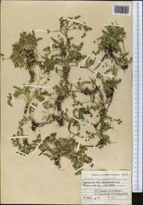 Vicatia coniifolia Wall. ex DC., Средняя Азия и Казахстан, Западный Тянь-Шань и Каратау (M3) (Киргизия)