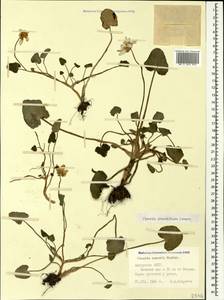 Чистяк крупноцветковый Robert, Кавказ, Грузия (K4) (Грузия)
