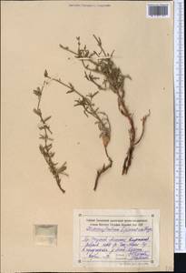 Змееголовник дваждыперистый Rupr., Средняя Азия и Казахстан, Северный и Центральный Тянь-Шань (M4) (Киргизия)