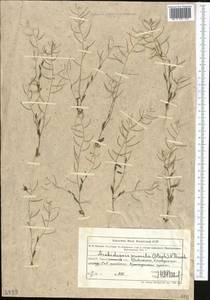 Sisymbrium pumilum Stephan, Средняя Азия и Казахстан, Муюнкумы, Прибалхашье и Бетпак-Дала (M9) (Казахстан)