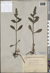 Живучка женевская L., Восточная Европа, Центральный лесостепной район (E6) (Россия)