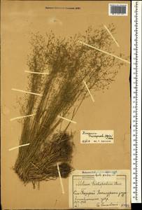 Цингерия волосоножковая (Boiss.) P.A.Smirn., Кавказ, Армения (K5) (Армения)