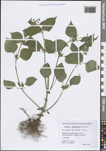 Галинзога четырехлучевая Ruiz & Pav., Восточная Европа, Московская область и Москва (E4a) (Россия)