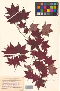 Клен моно, Клен мелколистный (Maxim.) H.Ohashi, Сибирь, Дальний Восток (S6) (Россия)