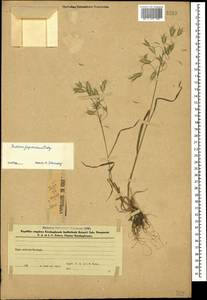 Костер японский Houtt., Кавказ, Азербайджан (K6) (Азербайджан)