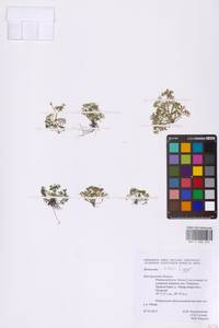 Лютик Риона, Шелковник Риона Lagger, Восточная Европа, Центральный лесостепной район (E6) (Россия)