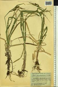 Carex utriculata Boott, Сибирь, Дальний Восток (S6) (Россия)