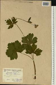 Подлесник европейский L., Восточная Европа, Московская область и Москва (E4a) (Россия)