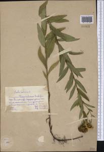 Pentanema salicinum (L.) D. Gut. Larr., Santos-Vicente, Anderb., E. Rico & M. M. Mart. Ort., Сибирь, Алтай и Саяны (S2) (Россия)