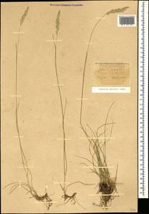 Koeleria eriostachya Pancic, Кавказ, Краснодарский край и Адыгея (K1a) (Россия)