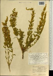 Терескен хохолковый (L.) Gueldenst., Монголия (MONG) (Монголия)