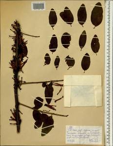 Loranthaceae, Африка (AFR) (Эфиопия)