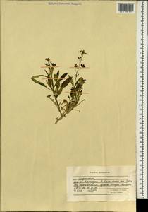 Brassicaceae, Зарубежная Азия (ASIA) (Афганистан)