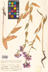 Вечерница густоволосистая Borbás & Degen, Восточная Европа, Средневолжский район (E8) (Россия)