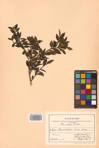 Падуб морщинистый F.Schmidt, Сибирь, Дальний Восток (S6) (Россия)