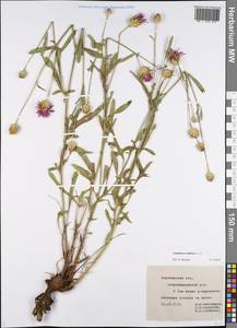 Василек шероховатый L., Восточная Европа, Центральный лесостепной район (E6) (Россия)