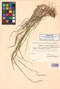 Пырейник смешиваемый (Roshev.) Tzvelev, Сибирь, Чукотка и Камчатка (S7) (Россия)