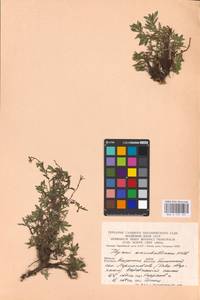 MHA 0 157 121, Thymus pannonicus All., Восточная Европа, Средневолжский район (E8) (Россия)