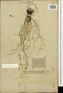 Осока прерванная Stokes, Кавказ, Азербайджан (K6) (Азербайджан)