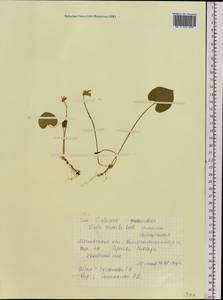 Фиалка лысая Ledeb., Восточная Европа, Московская область и Москва (E4a) (Россия)