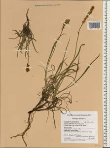Plantago albicans L., Зарубежная Азия (ASIA) (Кипр)