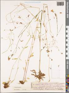 Колокольчик раскидистый L., Восточная Европа, Средневолжский район (E8) (Россия)